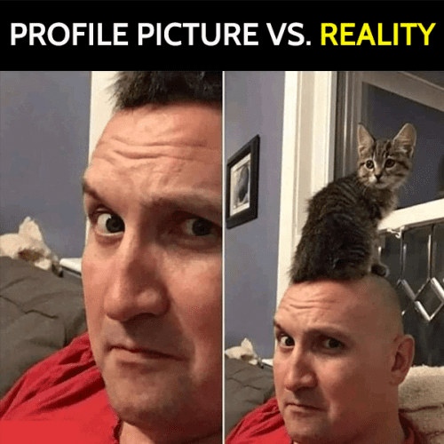 cats memes