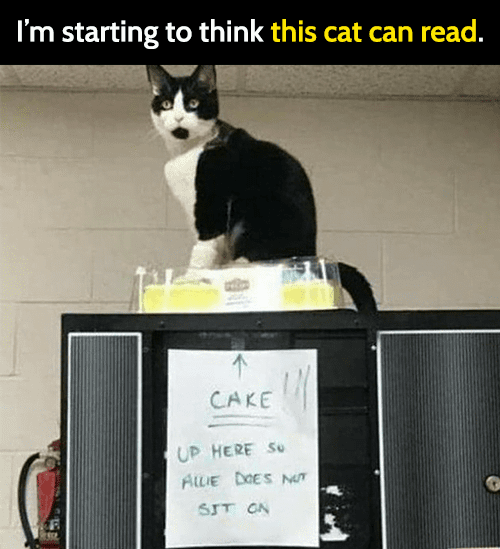 cat memes images