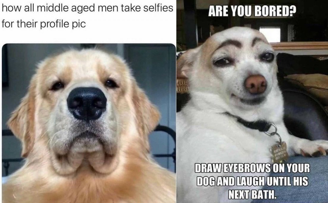 memes with dogs