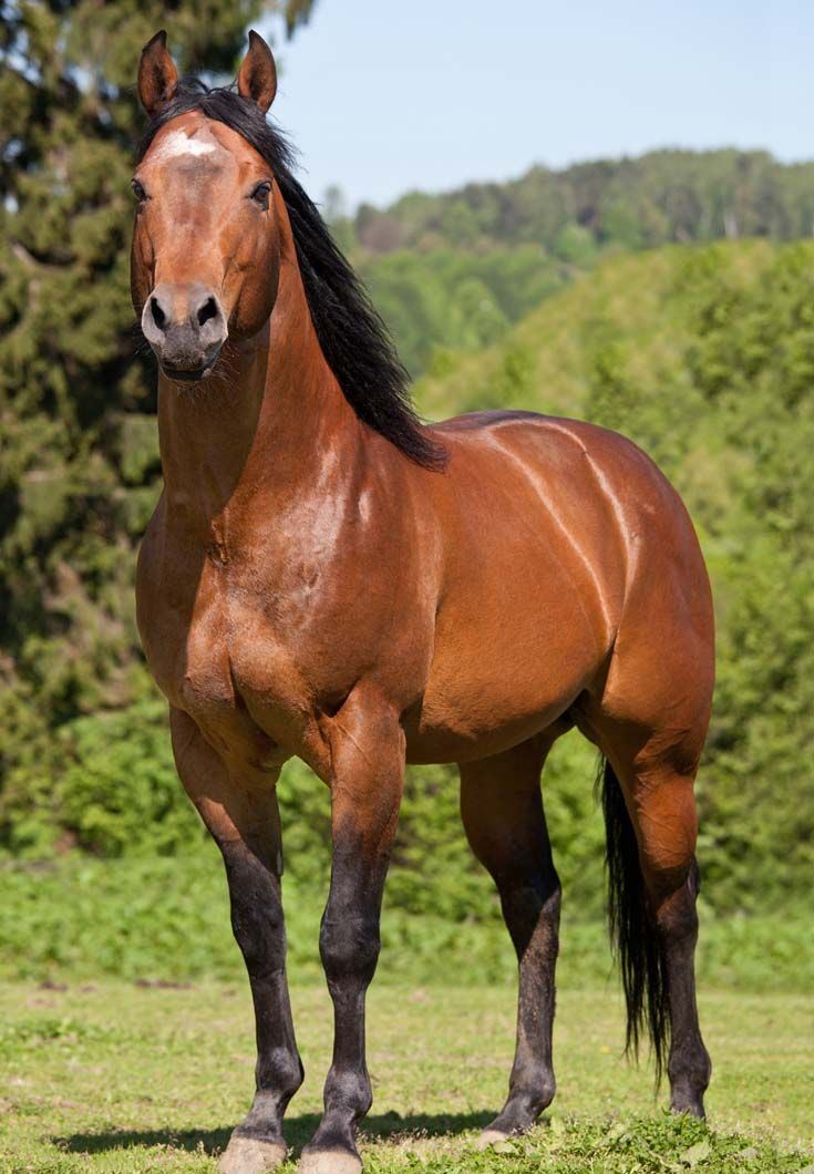 hd wallpaper horse