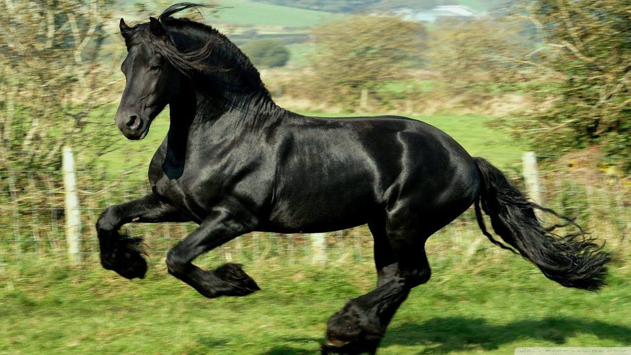 horse wall paper