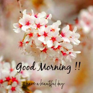 220+ Good Morning Wish, Quotes, Messages to Start Your Day