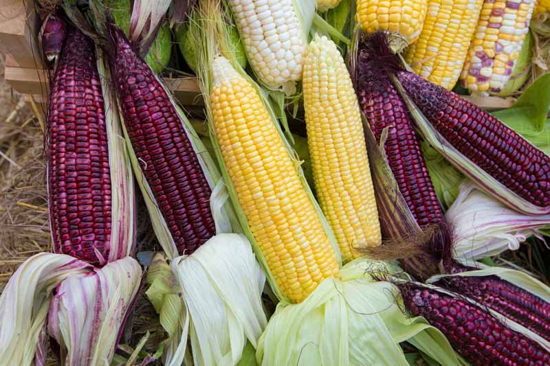 Health Benefits of Corn