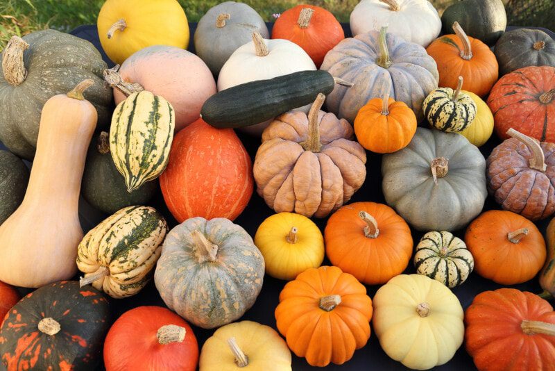 Health Benefits of Pumpkins