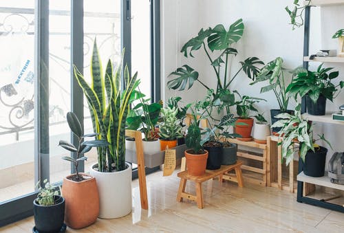 Add plants to your office for a natural and calming effect