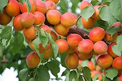 Health Benefits of Apricots