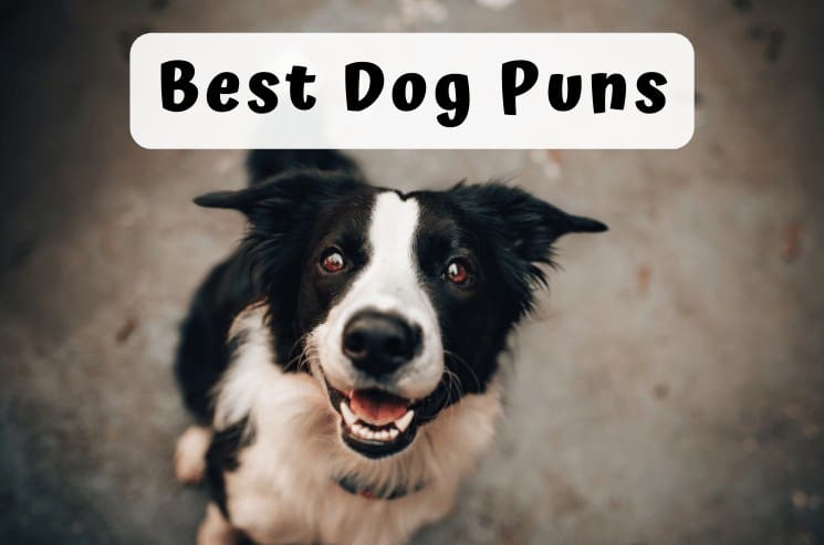 dog puns