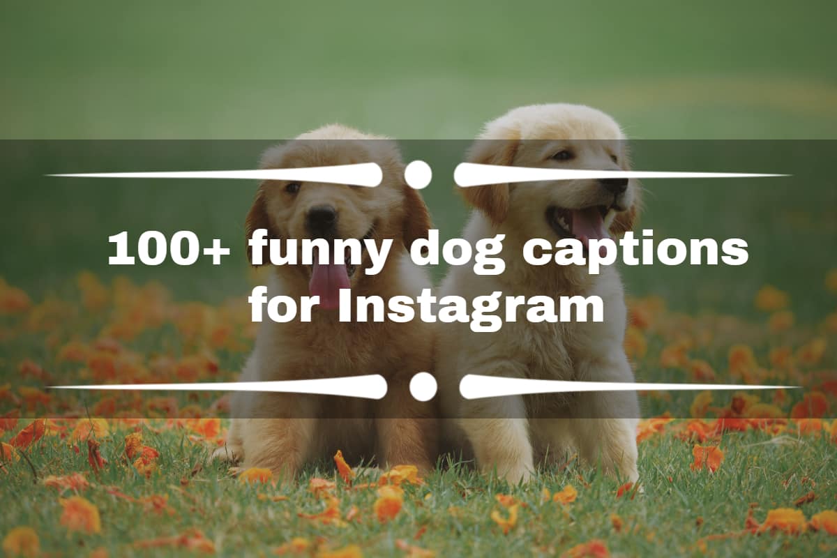 dog captions instagram