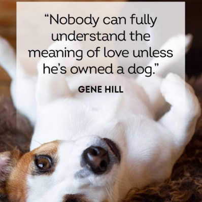 70+ of the Best Dog Quotes of All Time | Meme and Chill